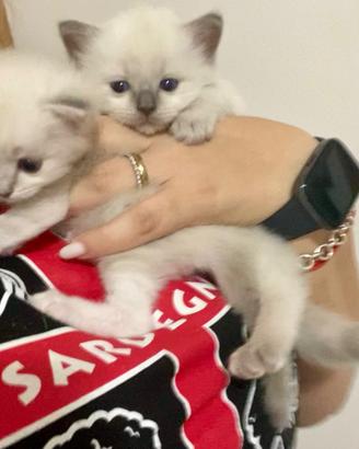 Cucciola Ragdoll