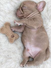 Cuccioli bulldog francese esotici choco