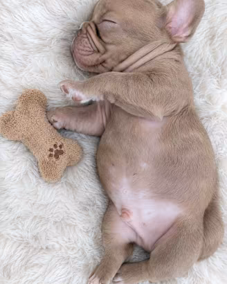 Cuccioli bulldog francese esotici choco
