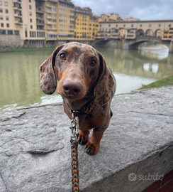 Monta bassotto arlecchino cioccolato con pedigree