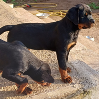 Cuccioli di Rottweiler