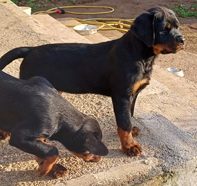 Cuccioli di Rottweiler