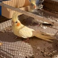 Calopsiti maggiorate