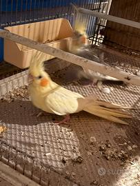 Calopsiti maggiorate