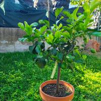 Piante di Limoni