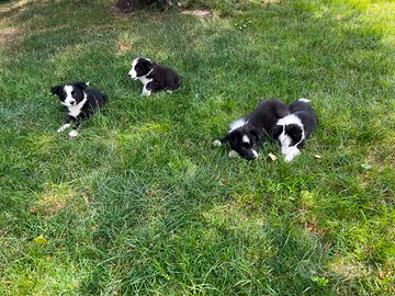 Cuccioli border collie