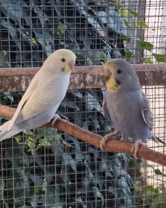 Cocorite varie mutazioni