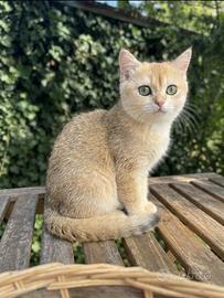 Gattini British Shorthair Golden