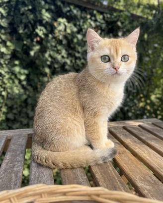 Gattini British Shorthair Golden