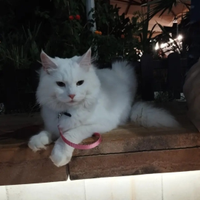 Femmina bianca Maine Coon