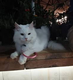 Femmina bianca Maine Coon