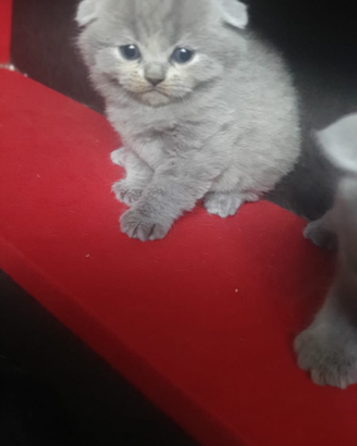 Scottish strainght e fould