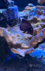 Coralli Acquario