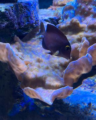 Coralli Acquario