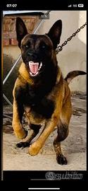 Malinois