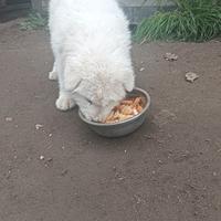 Maschio Maremmano Abruzzese