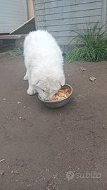 Maschio Maremmano Abruzzese