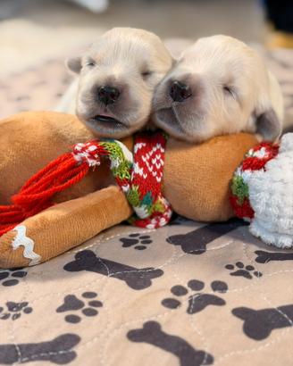 Golden retriver