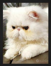 Persiano ipertipico disponibile