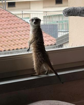 Suricata