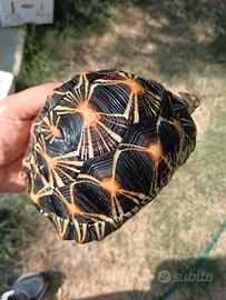 Tartaruga Radiata
