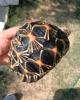 Tartaruga Radiata
