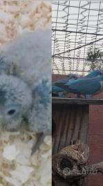 Pulli parrocchetto monaco blu