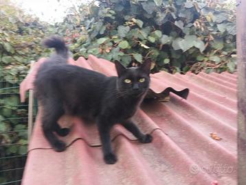 Gatto maschio nero