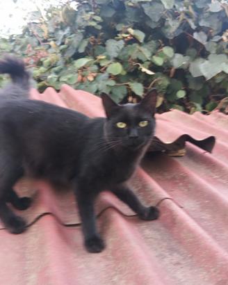 Gatto maschio nero