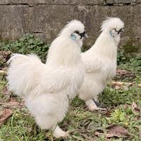 Galli ornamentali moroseta