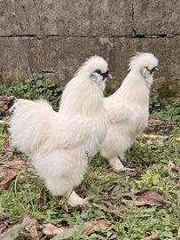 Galli ornamentali moroseta