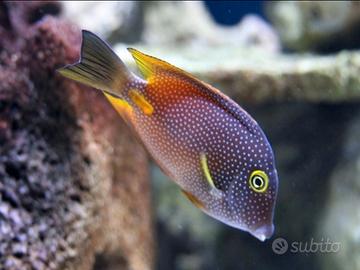 Ctenochaetus truncatus pesce marino
