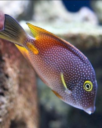 Ctenochaetus truncatus pesce marino