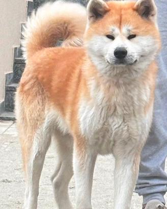 Akita inu