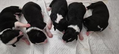 Cuccioli Border Collie con Pedigree