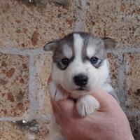 Cuccioli husky siberiano occhi blu