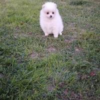 Cuccioli di Volpino della Pomerania