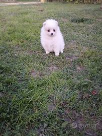 Cuccioli di Volpino della Pomerania