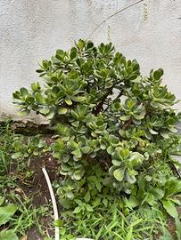 Pianta grassa
