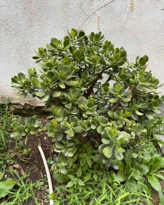 Pianta grassa