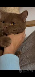 British shorthair