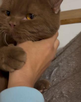 British shorthair