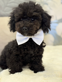 Barboncino maschio black
