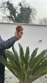 Meravigliosi cuccioli di barboncini toy red braun