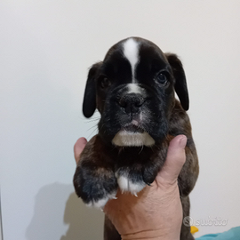 Boxer cucciola femmina Pedigree