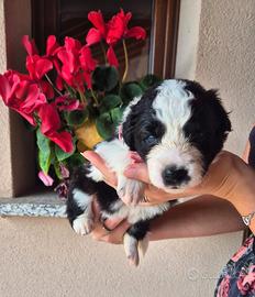 Border collie