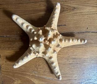 Conchiglia, stella marina, grande da collezione