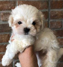 Cane maltese