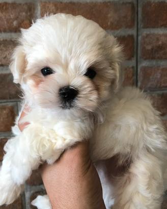 Cane maltese