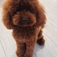 Barboncino per monta Toy